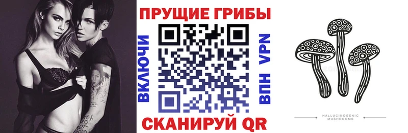цена   Гудермес  Галлюциногенные грибы Psilocybine cubensis 